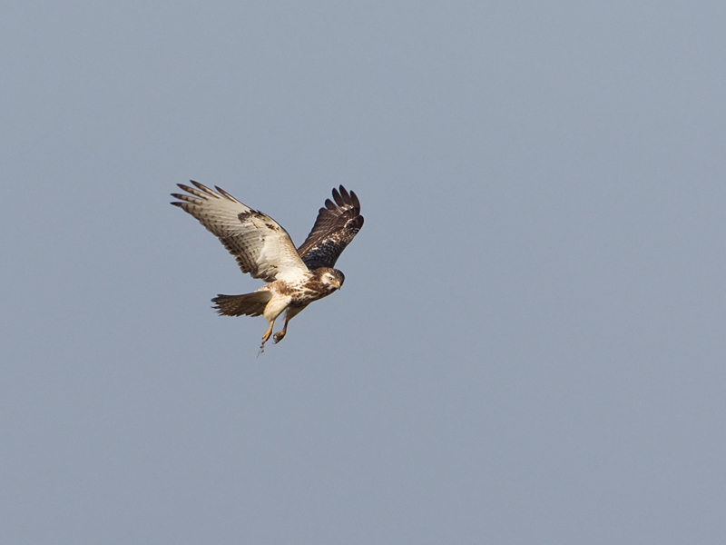 Buteo lagopus Rough-legged Buzzard Ruigpootbuizerd